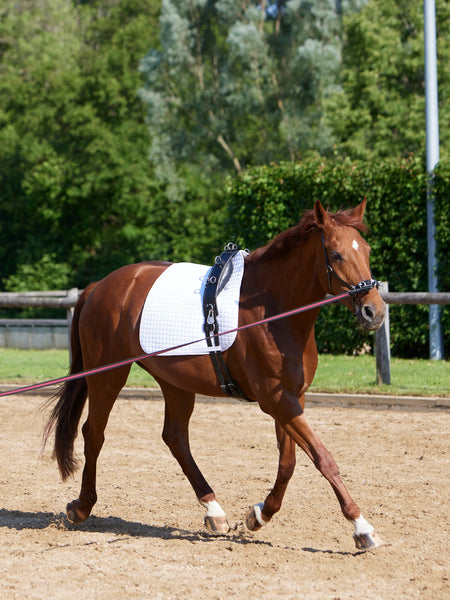 Kieffer Equishape Pro Surcingle
