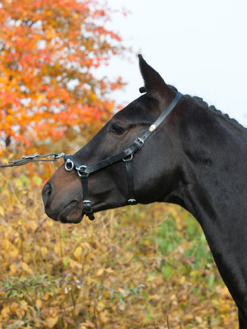 Kieffer Perfect Cavesson Lunge