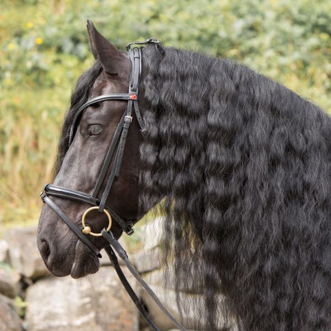 Kieffer Snaffle and Double Bridle Lazar
