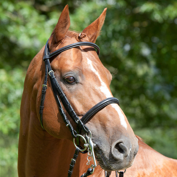 Kieffer Anja Beran Ergonomic Double Bridle