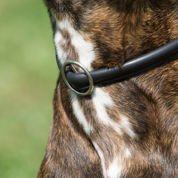 Kieffer Dressage Training Dog Collar