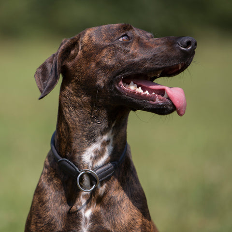 Kieffer Dressage Training Dog Collar