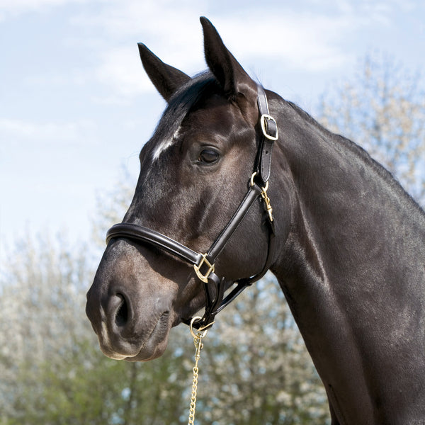 Kieffer Economy Halter