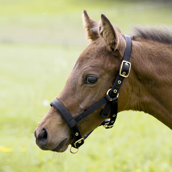 Kieffer Foal Halter